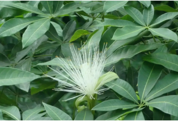 發(fā)財(cái)樹(shù)開(kāi)花后怎么辦？